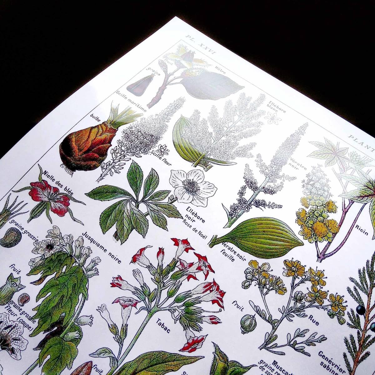 ビンテージ植物図鑑リトグラフ Amazon.co.jp: 危険な植物 図鑑 チャート ビンテージイラスト 光沢